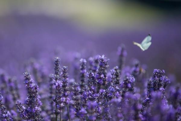 kestävät monivuotiset lääkekasvi laventeli