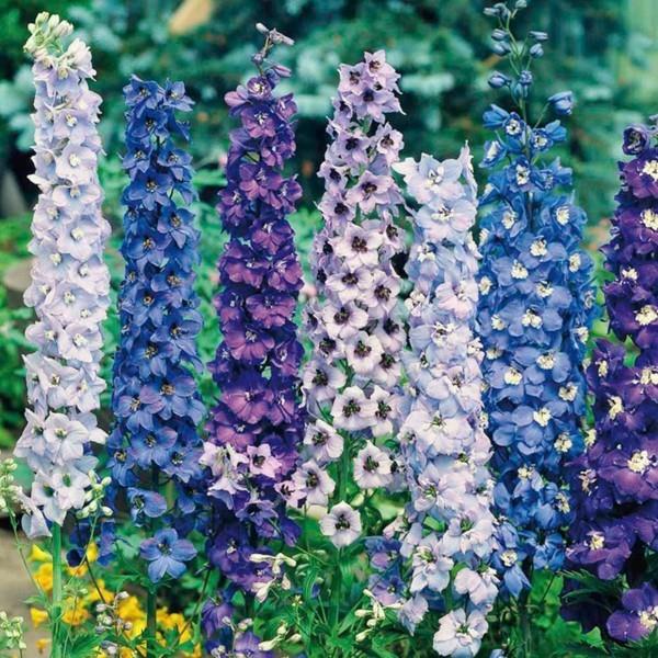 kestävät monivuotiset kasvit delphinium delphinium