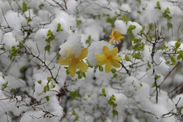 talvi jasmiini lumessa