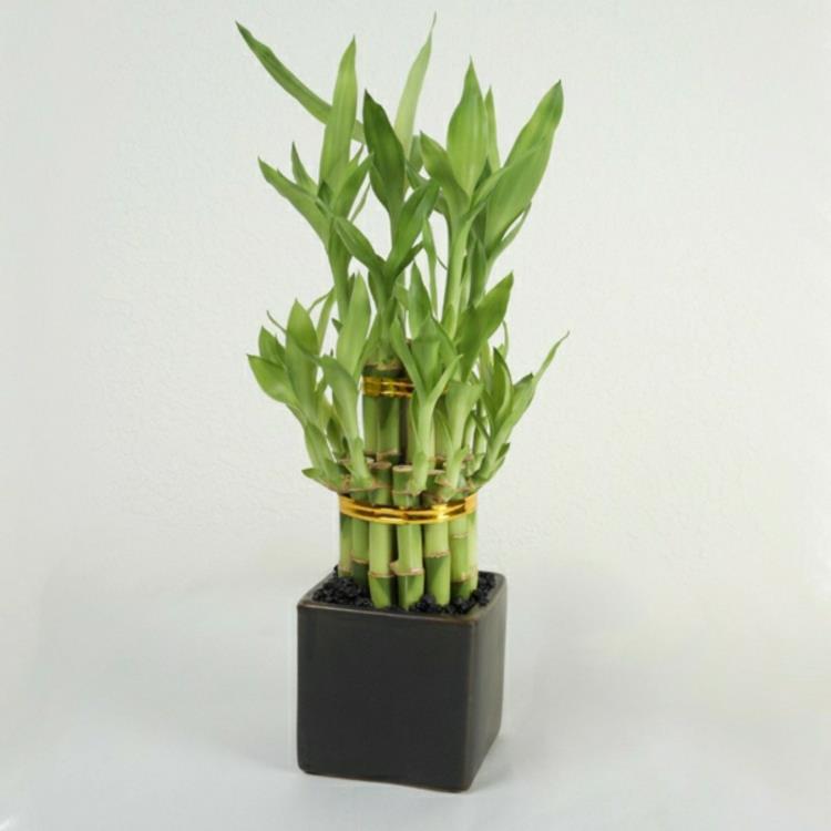koti ideoita feng shui kasvit bambu