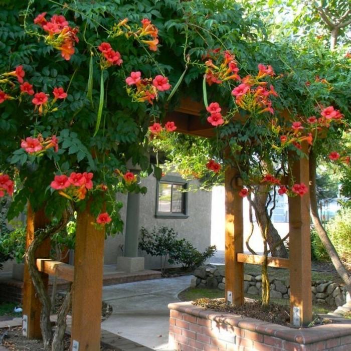 koti -ideoita puutarhasuunnittelu pergola kukat kiipeilykasveja