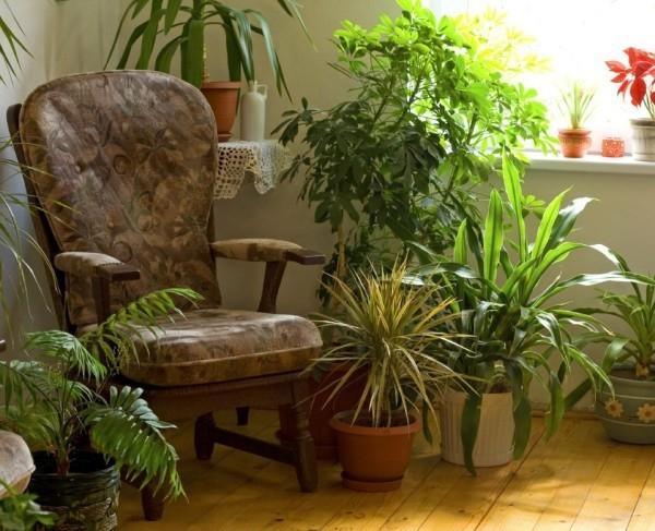 koti -ideoita upeita kasveja nojatuolin kanssa