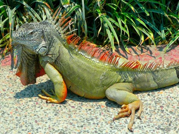 wow lemmikit iguana lemmikki