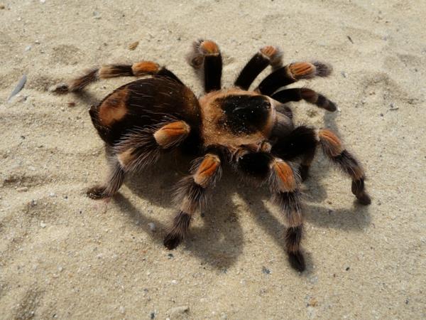 wow lemmikit hämähäkki tarantula