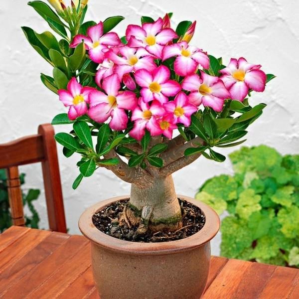 Säilytä aavikon ruusun adenium -koristekasvi