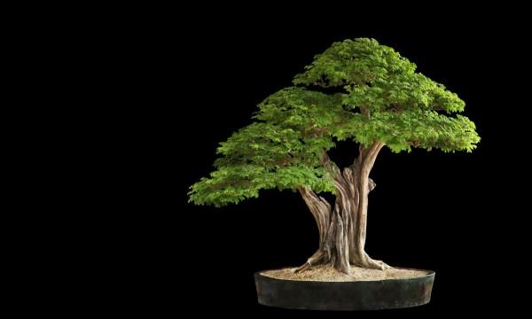 ihana puu - bonsai -puu