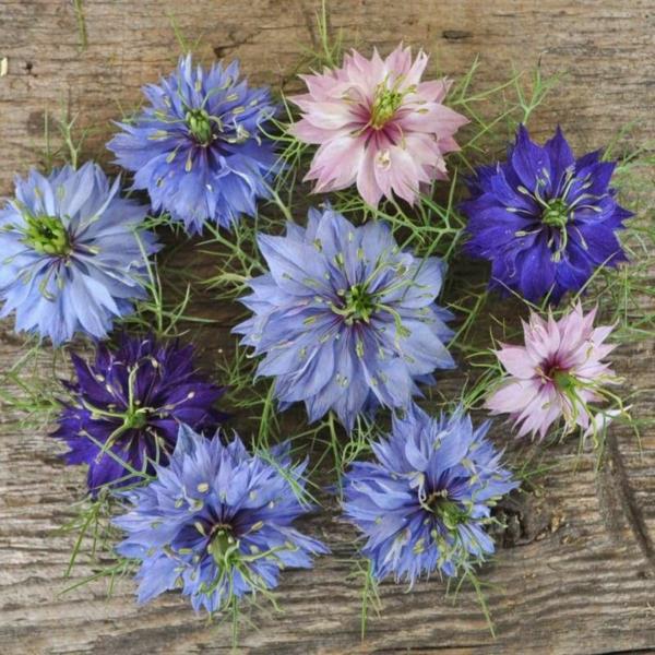 nigella damascenan kauniita kukkia