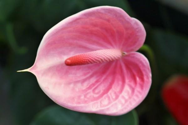 flamingon kukka anthurium