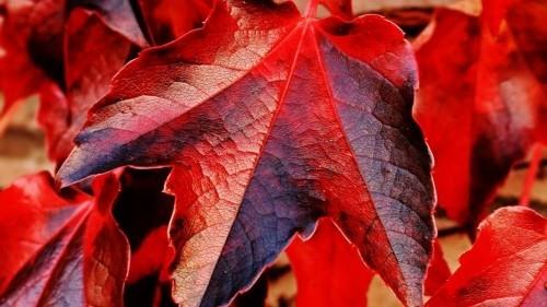 kauniit punaiset lehdet värisevät lehtiä