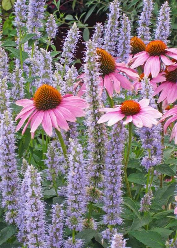 kauniita kesäkukkia echinacea -kasvi