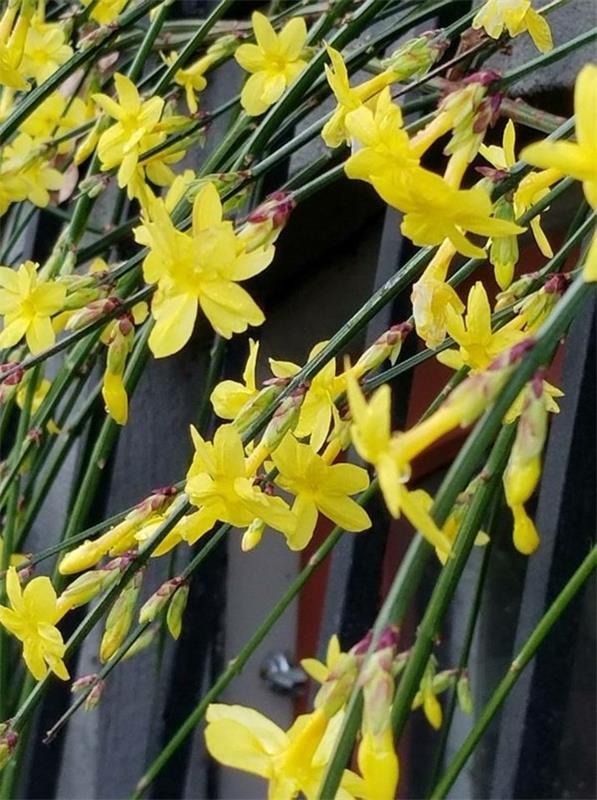 kauniita talvisia jasmiinin keltaisia ​​kukkia