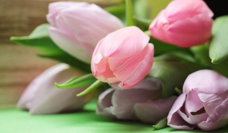 herkkä vaaleanpunainen tulppaanikimppu
