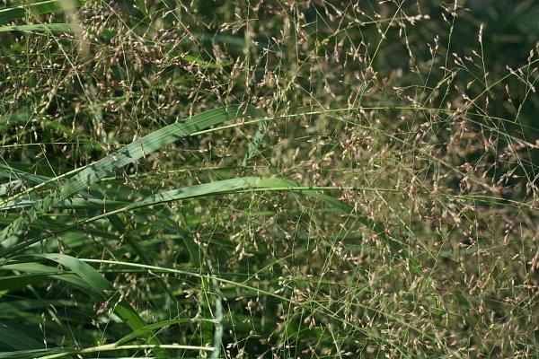 herkkä koristekasvi panicum virgatum kytköheinä