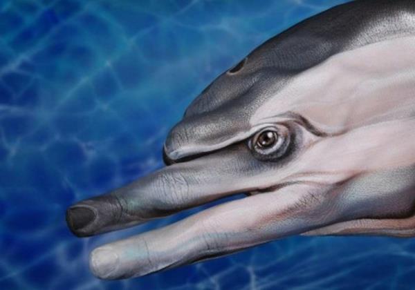 nykytaiteen delfiini