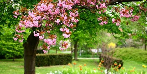koristeellinen kirsikka talo puukasvit puutarhan suunnittelu