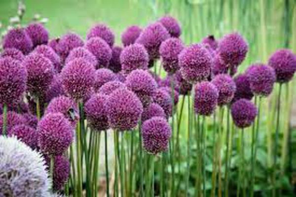 Kasvi allium allium