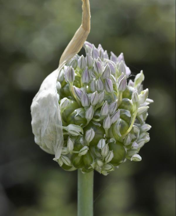 koristeellinen sipuli valkoinen kukka