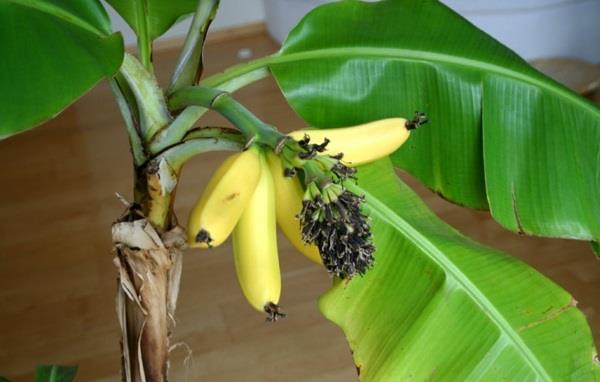 sisäkasvit kuvat sisäkämmenet palmut banaanit