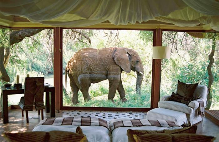 sisustaa huoneenäkymä norsu Etelä -Afrikka