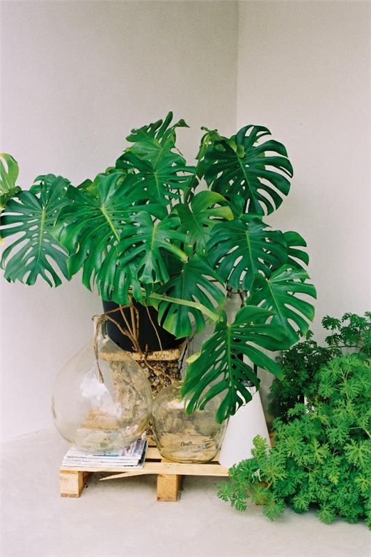 Sisävihannekset määrittävät monstera deliciosa -ikkunanlehden
