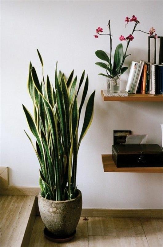 sisätilojen vihreät kasvit määrittävät sansevieria trifasciata keulahampun ruukkukasvin