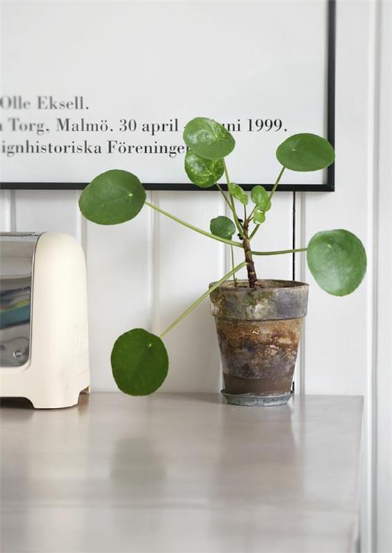 sisätilojen vihreät kasvit määrittävät ruukkuvihreät sisäkasvit