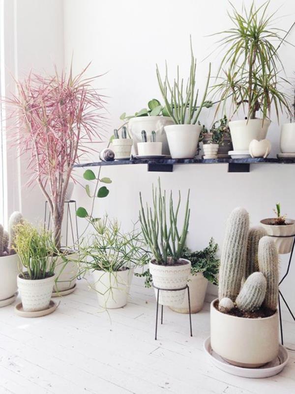 huonekasvit kaktukset kestävät sisäkasvit helppohoitoisia