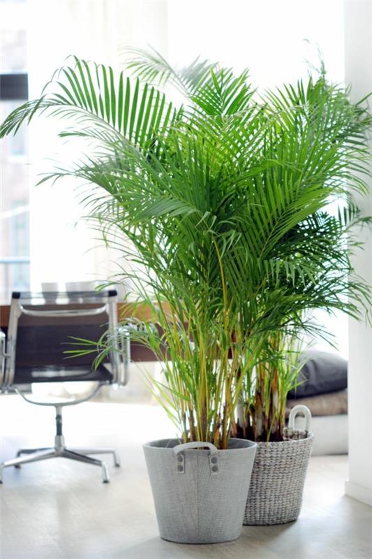 huone kämmenet lajit kulta hedelmäpalmu toimistossa palmujen hoito