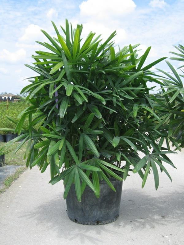sisäpalmulajit rhapis excelsa lady palm palm -lajit sisäkasvit