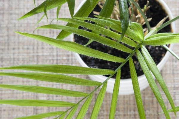 room palms kuvat kämmenet lajit kulta hedelmäpalmu
