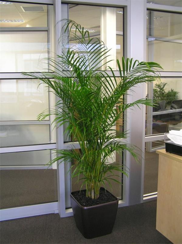 huone kämmenet kämmenet lajit kulta hedelmät palmuja toimistossa palmu hoito
