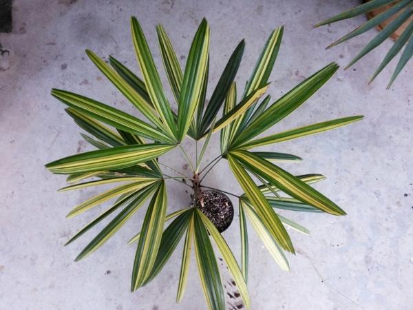 sisäkämmenet palmulajit sisäviherkasvit rhapis excelsa lady palm