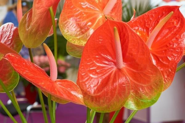 huonekasvi anthurium flamingo kukka