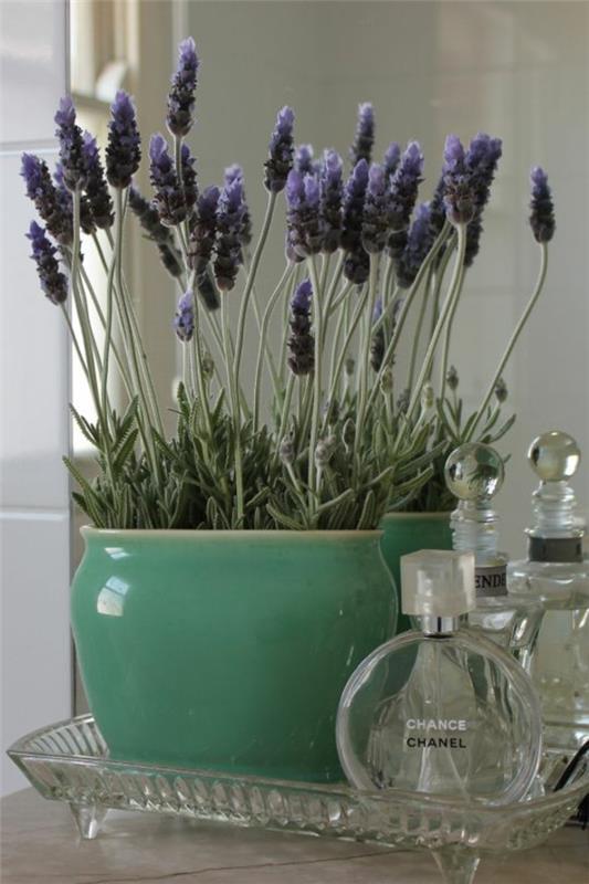 huonekasvit tyypit laventeli ruukkukasvien sisustusideoita