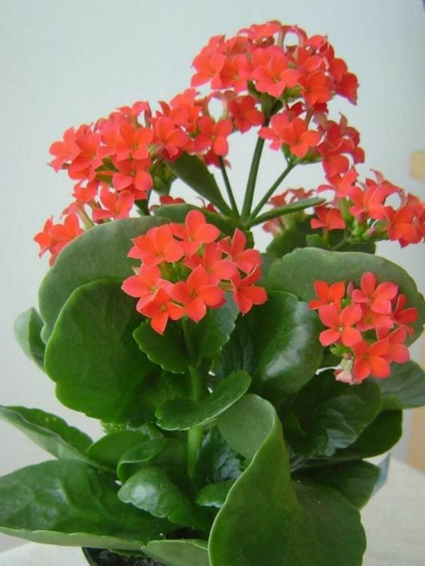 huonekasvit suosittuja ruukkukasveja Kalanchoe blossfeldiana flammendes kätchen