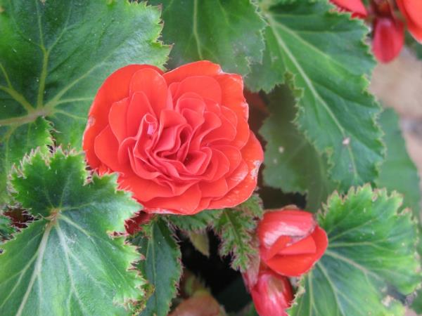 suosituimmat huonekasvit ruukku begonia punainen