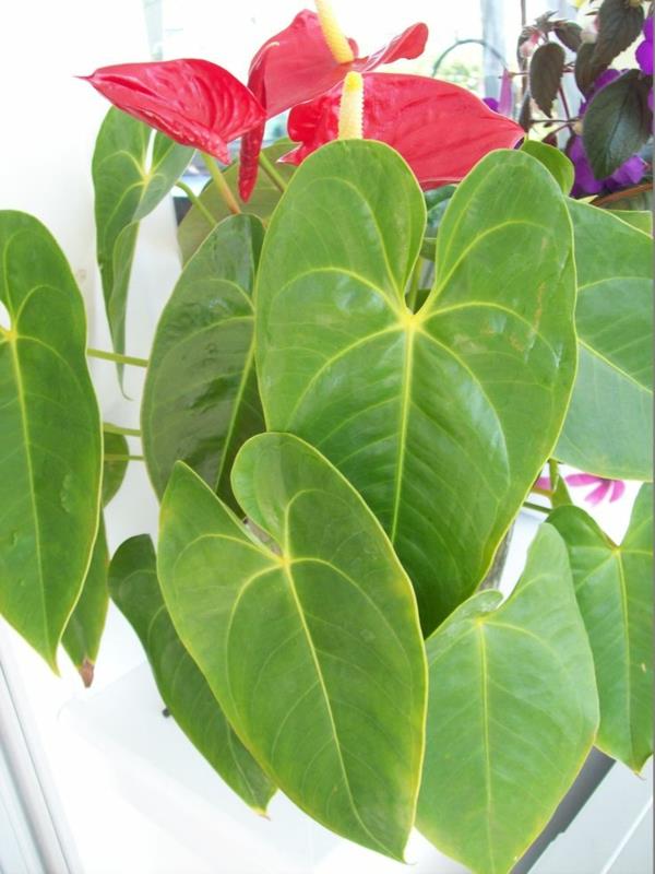 suosituimmat huonekasvit ruukkukasvit kukkivat anthurium flamingon kukat