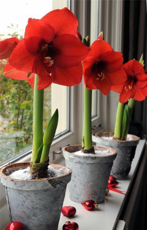 suosituimmat huonekasvit ruukkukasvit kukkiva amaryllis knight star