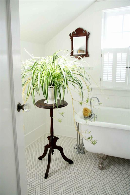huonekasvit määrittävät kasvien kylpyammeen