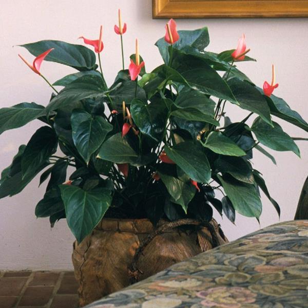 huonekasvit kukkivat anthurium flamingo kukka ruukkukasvit