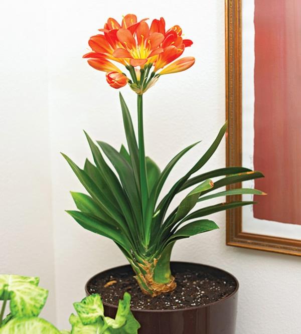 huonekasvit kukkivat clivia miniata scarlet klivie ruukkukasvit