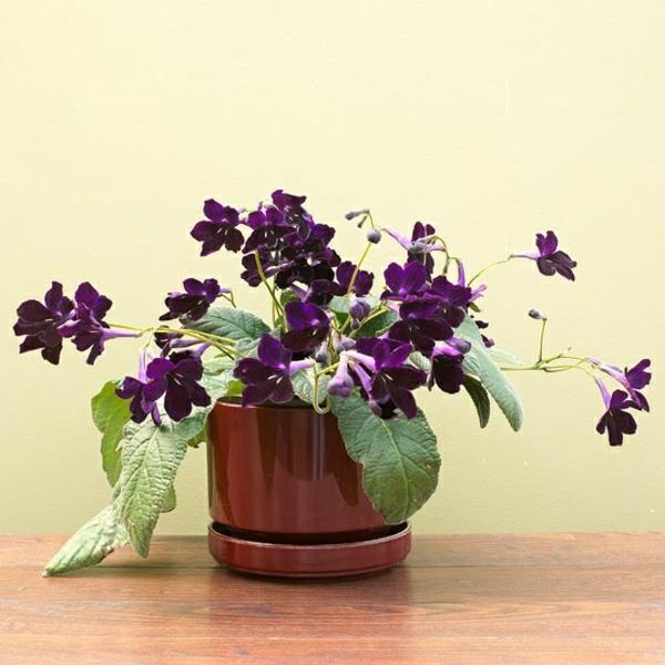 Sisäkasvit kukkivat Streptocarpus kierrä hedelmäruukkukasveja