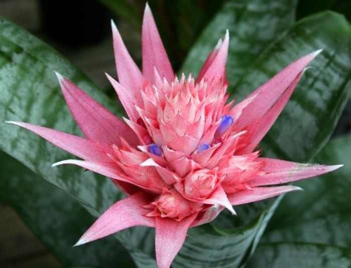 huonekasvit bromeliadit kauniina katseenvangitsijana sisätiloissa