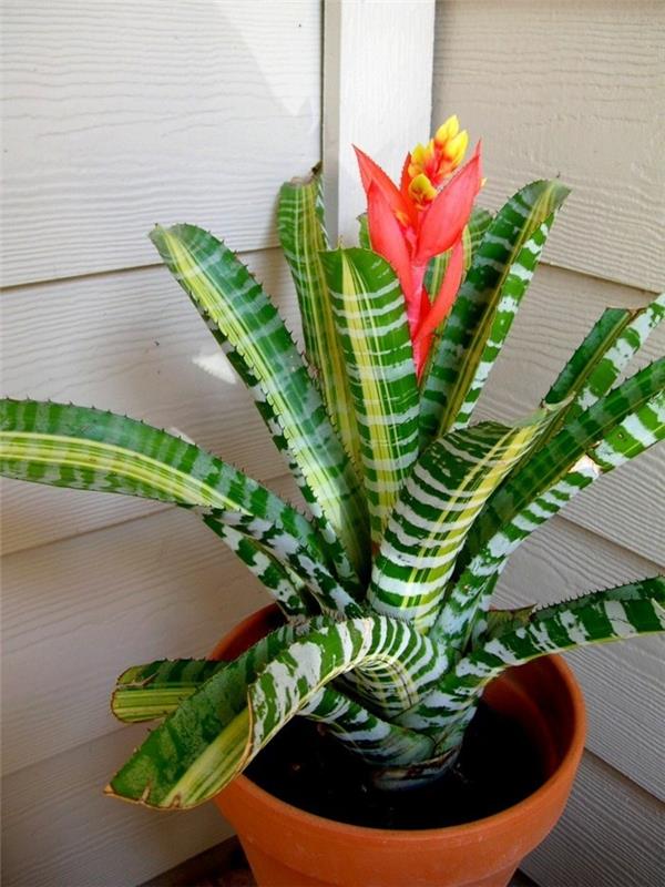 sisäkasvien bromeliadit ovat houkuttelevia katseenvangitsijoita nykyaikaisissa kodeissa