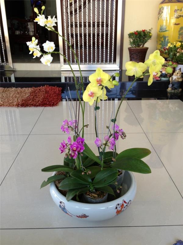 huonekasvit järjestävät orkideat yhdessä