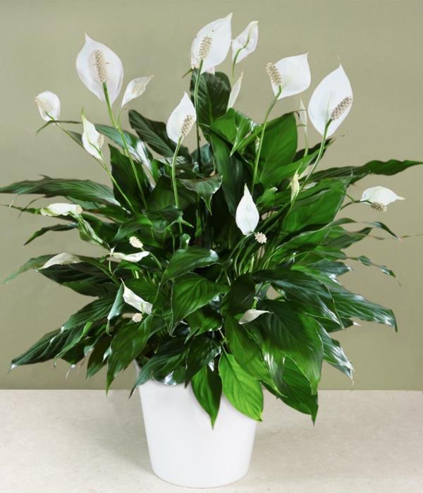 vähän valoa tarvitsevilla huonekasveilla on valkoisia kukkia
