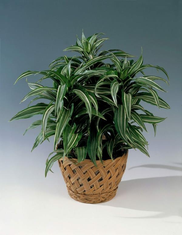 Dracaena deremensis Warneckei lohikäärmepuu huonekasvi