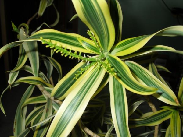 huonekasvit lohikäärme puu Dracaena reflexa lehdet