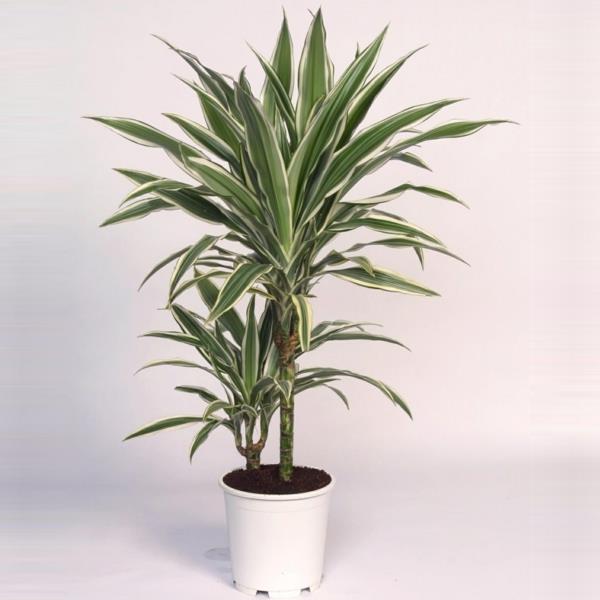huonekasvit lohikäärme puu Dracaena deremensis deco