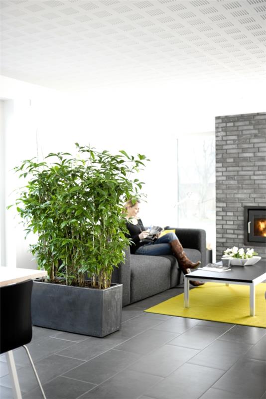 huonekasvit lohikäärme puu Dracaena surculosa tyylikäs kylvökone
